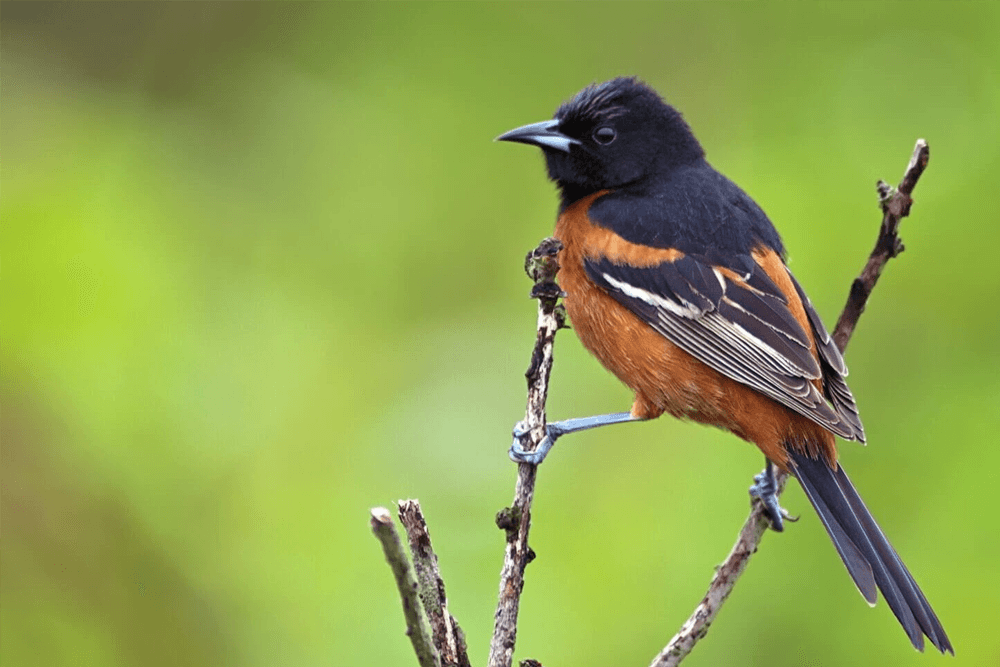 A striking bird with a black head and orange-brown body perched on a twig against a green background.