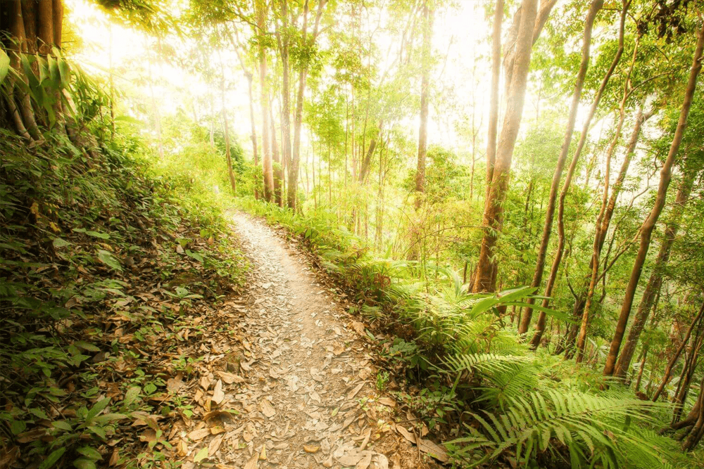A winding dirt path through a lush, sunlit forest.