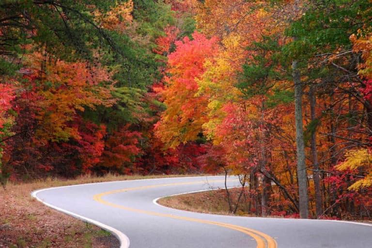 A winding road curves through vibrant autumn foliage.