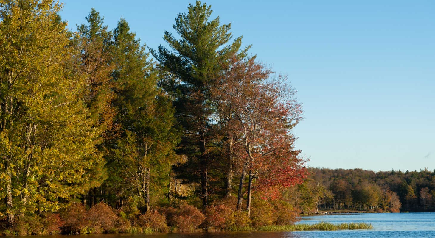 A wooden park bench surrounded by autumn foliage and lampposts. A wooden park bench surrounded by autumn foliage and lampposts.