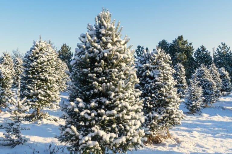 Tree farm in the Catskills